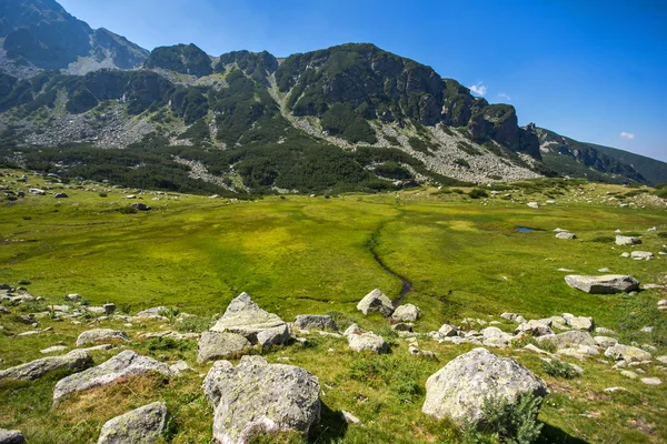 Landscape of Green forest in Pirin Mountain — Stock Photo, Image