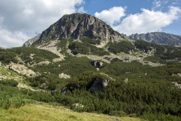 Paysage de la forêt verte dans la montagne Pirin — Photo