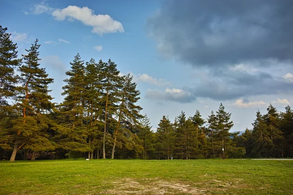 Grön skog landskap i Rodopibergen berg — Stockfoto