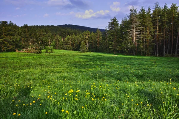 Grön skog landskap i Rodopibergen berg — Stockfoto