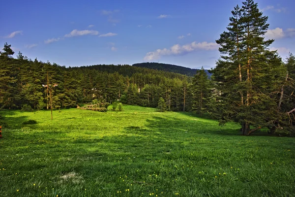 Yeşil orman manzara Rodop dağ — Stok fotoğraf