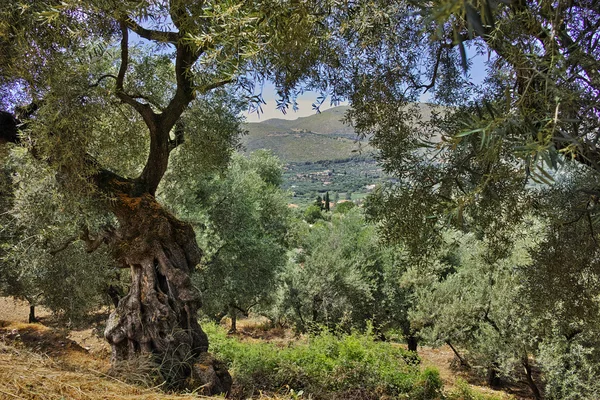 Paesaggio della foresta di ulivi a Zante — Foto Stock
