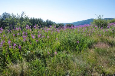 Bulgaristan 'ın Blagoevgrad bölgesinin Kongur tepesi çevresindeki Belasitsa Dağı yaz manzarası