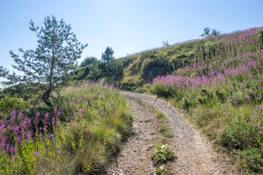 Bulgaristan 'ın Blagoevgrad bölgesinin Kongur tepesi çevresindeki Belasitsa Dağı yaz manzarası