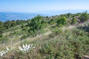 Bulgaristan 'ın Blagoevgrad bölgesinin Kongur tepesi çevresindeki Belasitsa Dağı yaz manzarası