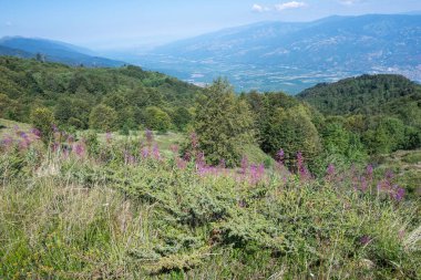 Bulgaristan 'ın Blagoevgrad bölgesinin Kongur tepesi çevresindeki Belasitsa Dağı yaz manzarası