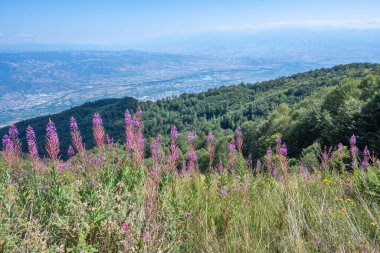 Bulgaristan 'ın Blagoevgrad bölgesinin Kongur tepesi çevresindeki Belasitsa Dağı yaz manzarası