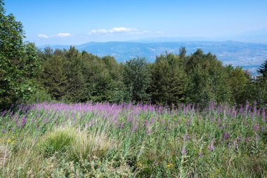 Bulgaristan 'ın Blagoevgrad bölgesinin Kongur tepesi çevresindeki Belasitsa Dağı yaz manzarası