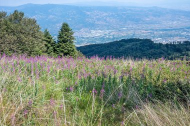 Bulgaristan 'ın Blagoevgrad bölgesinin Kongur tepesi çevresindeki Belasitsa Dağı yaz manzarası