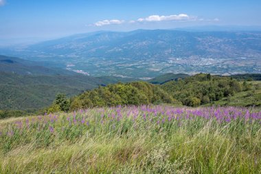 Bulgaristan 'ın Blagoevgrad bölgesinin Kongur tepesi çevresindeki Belasitsa Dağı yaz manzarası