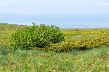 Bahar manzarası Vitoşa Dağı, İspanya