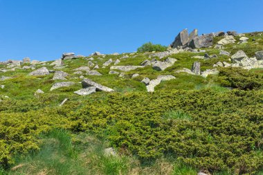 Bahar manzarası Vitoşa Dağı, İspanya