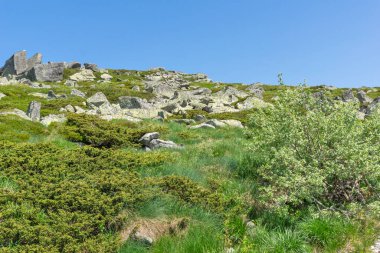 Bahar manzarası Vitoşa Dağı, İspanya