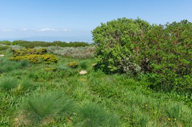 Bahar manzarası Vitoşa Dağı, İspanya