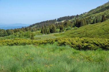 Bahar manzarası Vitoşa Dağı, İspanya