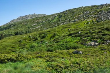 Bahar manzarası Vitoşa Dağı, İspanya