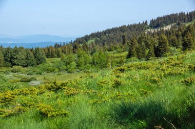 Bahar manzarası Vitoşa Dağı, İspanya