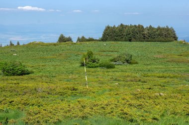 Bahar manzarası Vitoşa Dağı, İspanya