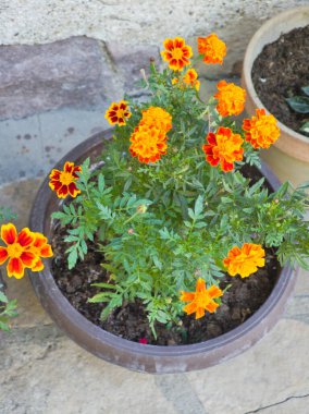 Sırbistan 'ın Ortaçağ Temski manastırının panoramik manzarası Aziz George, Pirot Bölgesi