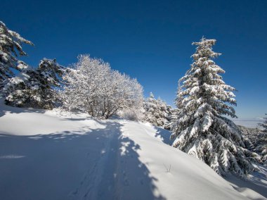 Bulgaristan 'ın Sofya Şehir Bölgesi, Vitosha Dağı' nın İnanılmaz Kış manzarası