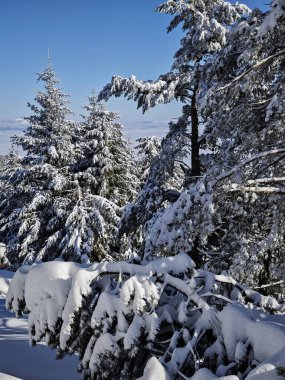 Bulgaristan 'ın Sofya Şehir Bölgesi, Vitosha Dağı' nın İnanılmaz Kış manzarası