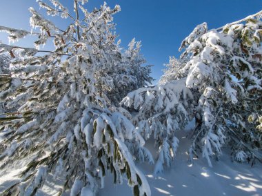 Bulgaristan 'ın Sofya Şehir Bölgesi, Vitosha Dağı' nın İnanılmaz Kış manzarası