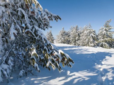 Bulgaristan 'ın Sofya Şehir Bölgesi, Vitosha Dağı' nın İnanılmaz Kış manzarası