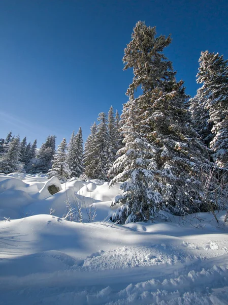 Bulgaristan 'ın Sofya Şehir Bölgesi, Vitosha Dağı' nın İnanılmaz Kış manzarası