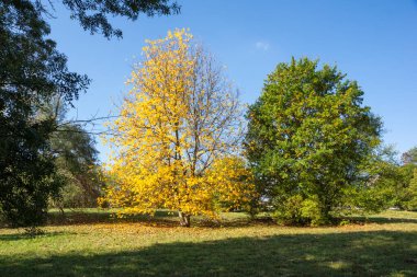 Bulgaristan 'ın Sofya kentindeki South Park' ın Muhteşem Sonbahar Manzarası