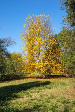 Bulgaristan 'ın Sofya kentindeki South Park' ın Muhteşem Sonbahar Manzarası
