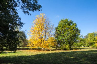 Bulgaristan 'ın Sofya kentindeki South Park' ın Muhteşem Sonbahar Manzarası