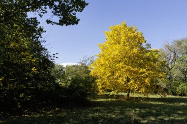 Bulgaristan 'ın Sofya kentindeki South Park' ın Muhteşem Sonbahar Manzarası