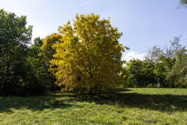 Bulgaristan 'ın Sofya kentindeki South Park' ın Muhteşem Sonbahar Manzarası