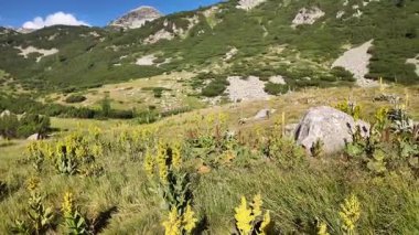 Bulgaristan 'ın Banderitsa bölgesindeki Pirin Dağı' nın şaşırtıcı yaz manzarası