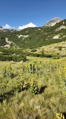 Bulgaristan 'ın Banderitsa bölgesindeki Pirin Dağı' nın şaşırtıcı yaz manzarası