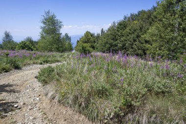 Bulgaristan 'ın Blagoevgrad bölgesinin Kongur tepesi çevresindeki Belasitsa Dağı yaz manzarası