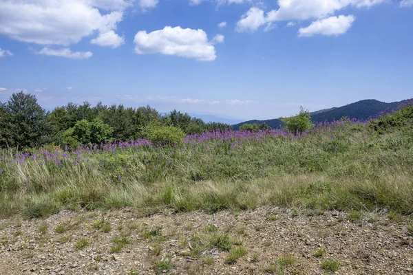Bulgaristan 'ın Blagoevgrad bölgesinin Kongur tepesi çevresindeki Belasitsa Dağı yaz manzarası