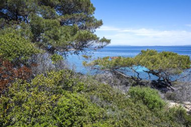 Karydi Sahili yakınlarındaki Sithonia kıyı şeridi, Chalkidiki, Orta Makedonya, Yunanistan