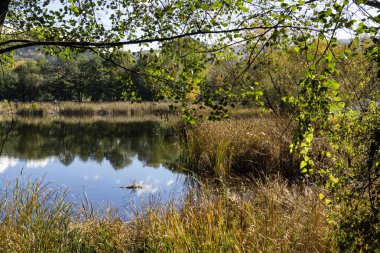 Pancharevo Gölü çevresindeki sonbahar manzarası, Sofya şehir bölgesi, Bulgaristan