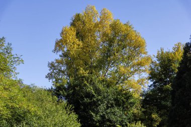 Bulgaristan 'ın Sofya kentindeki South Park' ın Muhteşem Sonbahar Manzarası