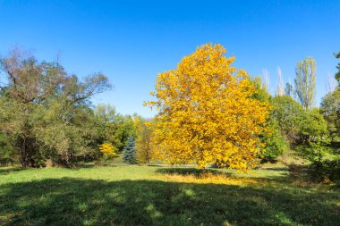 Bulgaristan 'ın Sofya kentindeki South Park' ın Muhteşem Sonbahar Manzarası