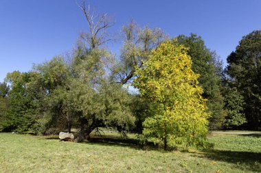 Bulgaristan 'ın Sofya kentindeki South Park' ın Muhteşem Sonbahar Manzarası