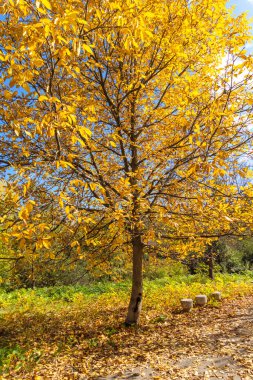 Bulgaristan 'ın Sofya kentindeki South Park' ın Muhteşem Sonbahar Manzarası