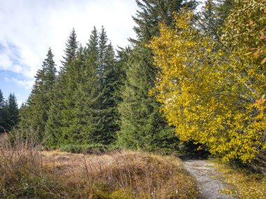 Bulgaristan 'ın Sofya Şehir Bölgesi Vitosha Dağı' ndaki Konyarnika bölgesinin sonbahar manzarası