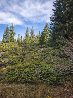 Bulgaristan 'ın Sofya Şehir Bölgesi Vitosha Dağı' ndaki Konyarnika bölgesinin sonbahar manzarası