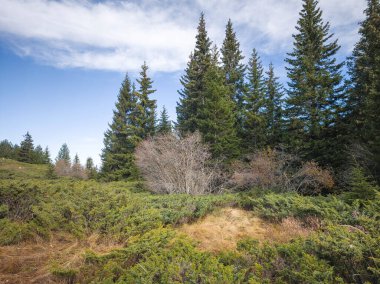 Bulgaristan 'ın Sofya Şehir Bölgesi Vitosha Dağı' ndaki Konyarnika bölgesinin sonbahar manzarası