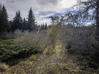 Bulgaristan 'ın Sofya Şehir Bölgesi Vitosha Dağı' ndaki Konyarnika bölgesinin sonbahar manzarası