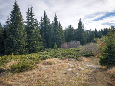 Bulgaristan 'ın Sofya Şehir Bölgesi Vitosha Dağı' ndaki Konyarnika bölgesinin sonbahar manzarası