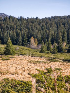 Bulgaristan 'ın Sofya Şehir Bölgesi Vitosha Dağı' ndaki Konyarnika bölgesinin sonbahar manzarası