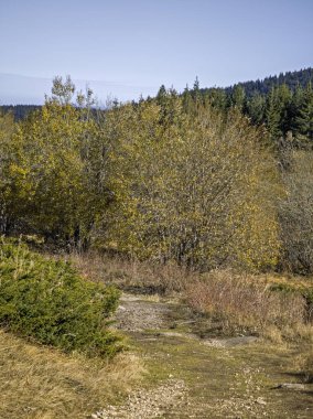 Bulgaristan 'ın Sofya Şehir Bölgesi Vitosha Dağı' ndaki Konyarnika bölgesinin sonbahar manzarası